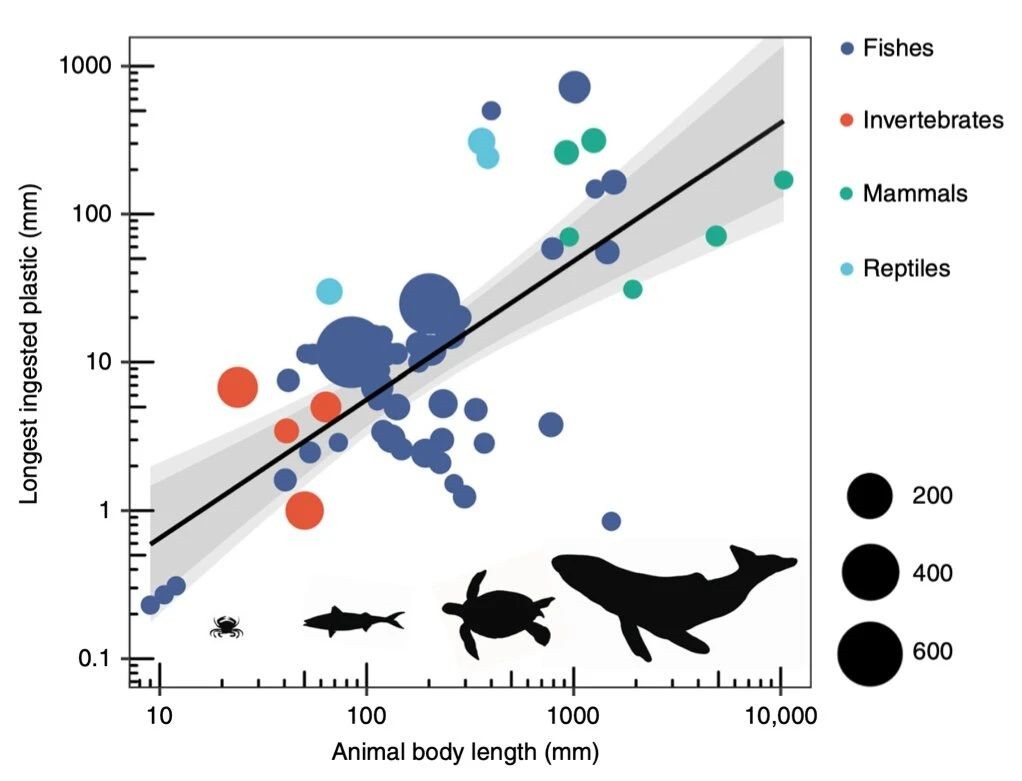 Deniz Hayvanlarının Yuttuğu Plastik Atıkların Tahminî Boyutları