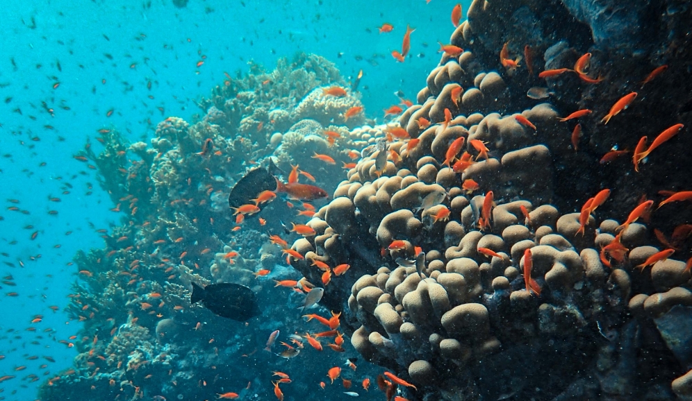 NASA, Okyanuslardaki Mercan Resiflerini Haritalamak İçin Oyun Kullanıyor