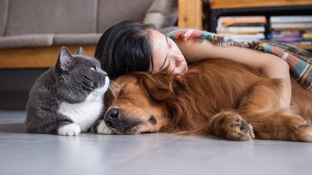 evcil-hayvan-kedi-köpek